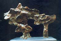 benenson_arbres-groupew.jpg